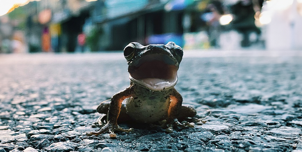 Comment utiliser Screaming Frog ? : Guide pour débutants