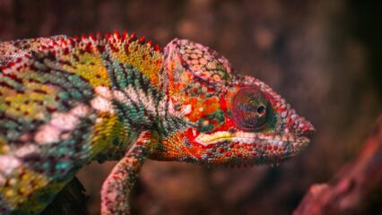 red white and green chameleon